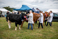 DUFTON COWS
